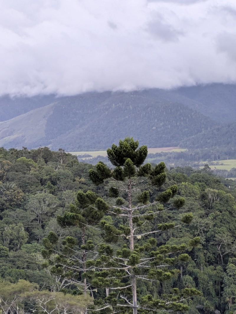 Araucaria cunninghamii var. papuana photo 4