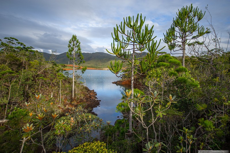 Araucaria goroensis