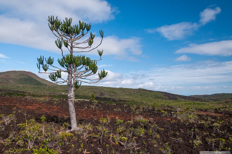 Araucaria goroensis photo 2