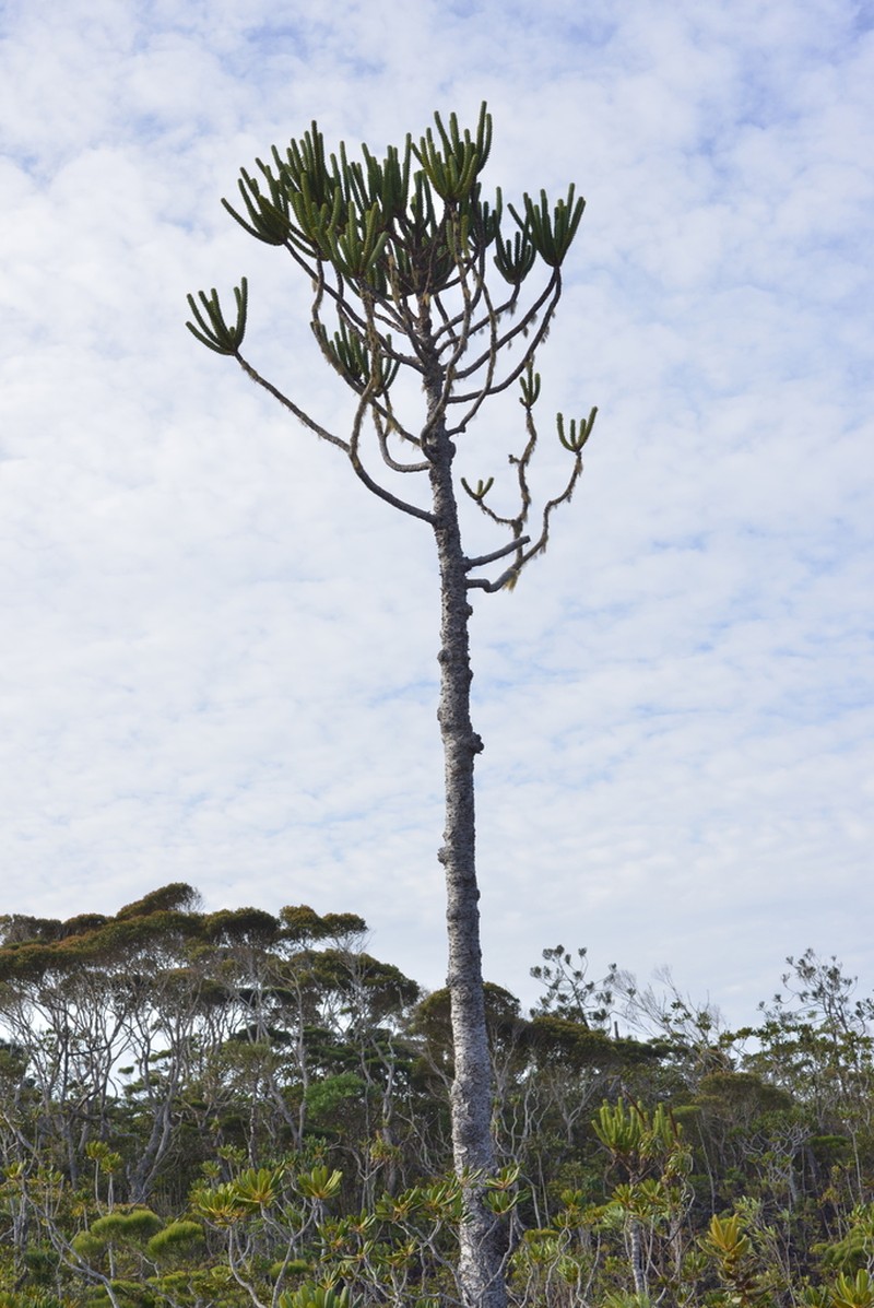 Araucaria goroensis photo 3