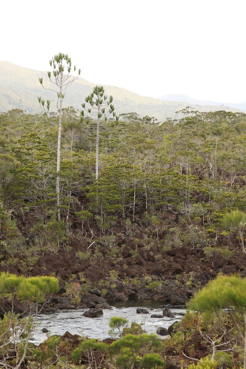 Araucaria goroensis photo 4