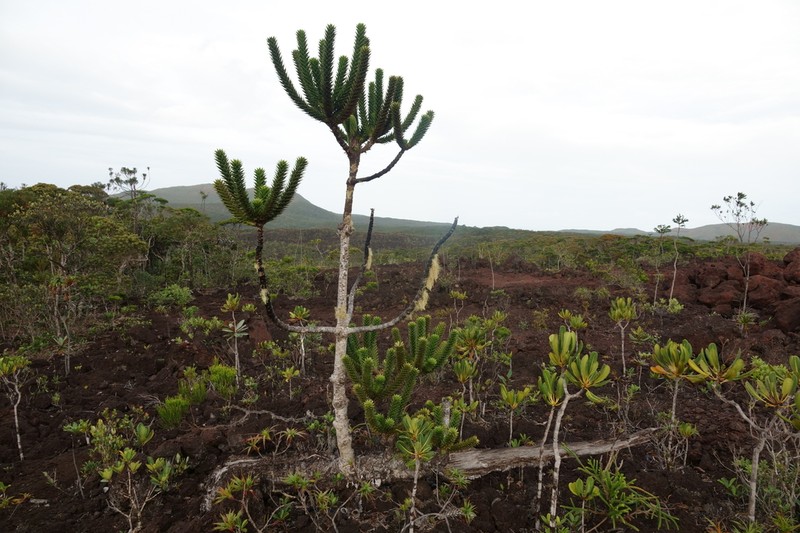 Araucaria goroensis photo 5