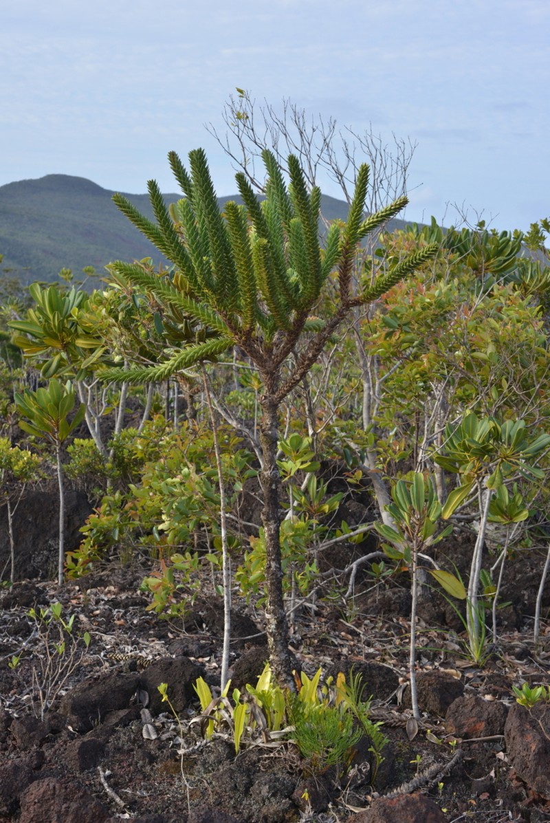 Araucaria goroensis photo 6