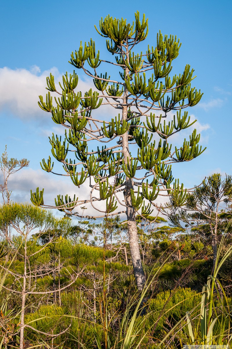 Araucaria goroensis photo 7