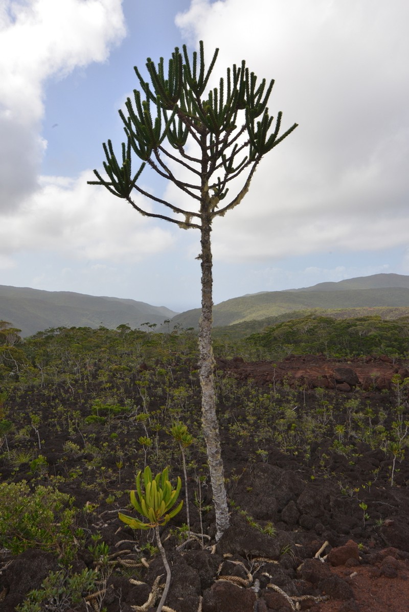 Araucaria goroensis photo 8