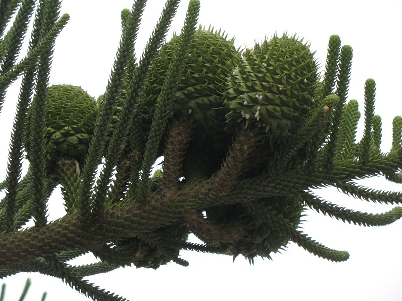 Norfolk Island Pine