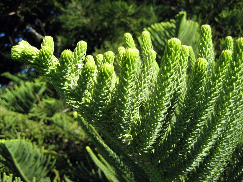 Norfolk Island Pine photo 2