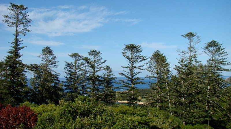 Norfolk Island Pine photo 3