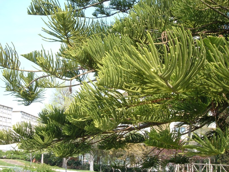 Norfolk Island Pine photo 4