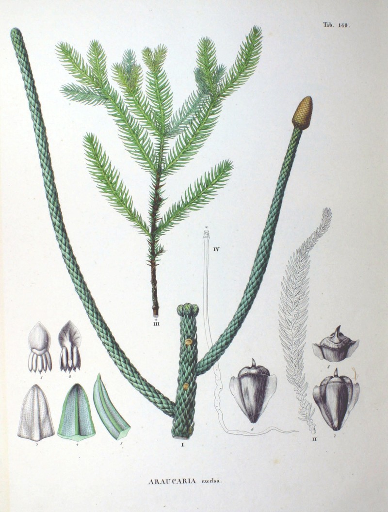 Norfolk Island Pine photo 5