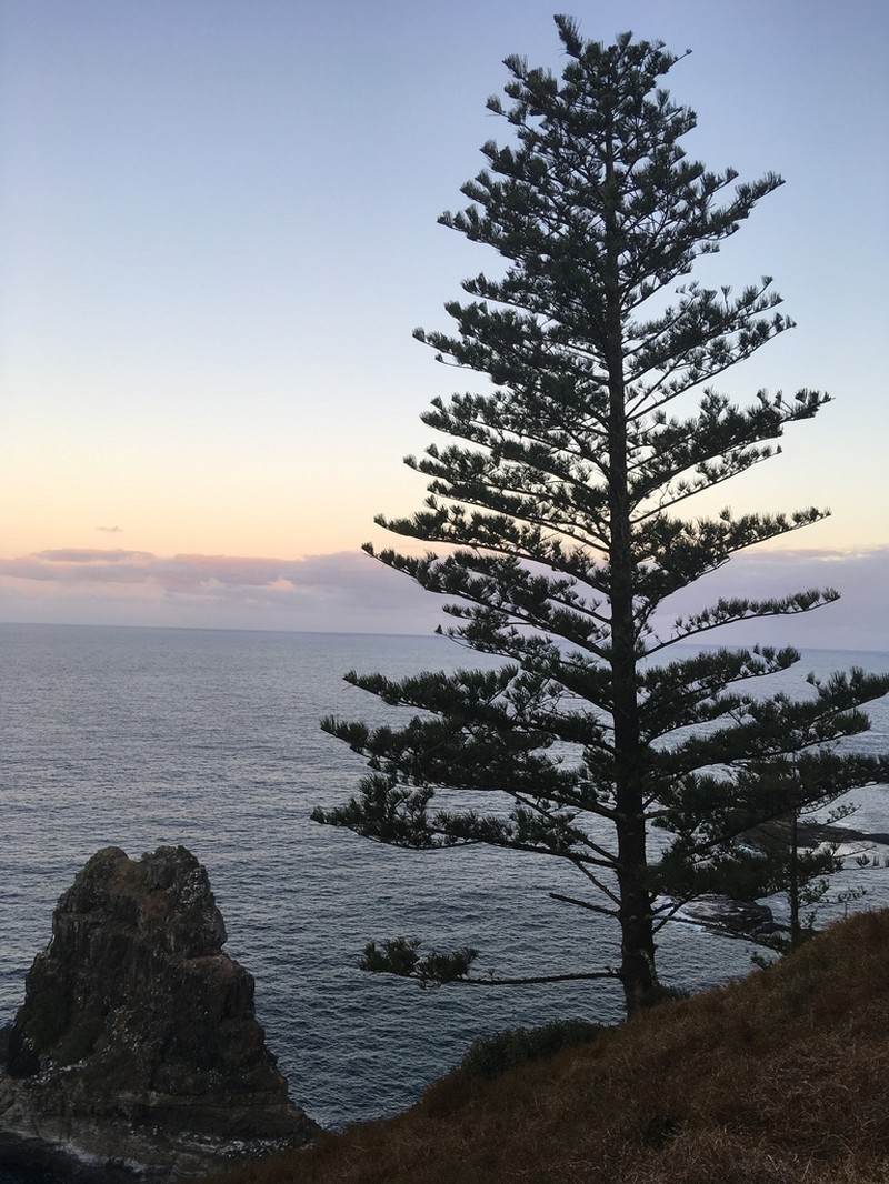Norfolk Island Pine photo 6