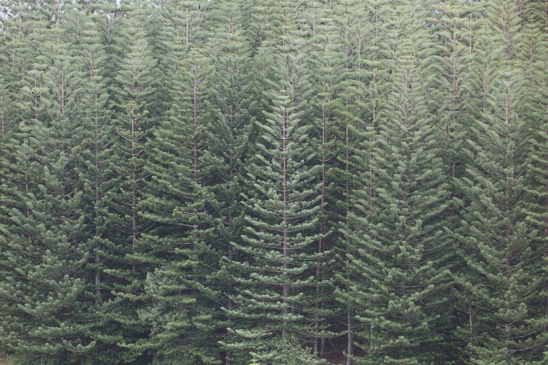 Norfolk Island Pine photo 7