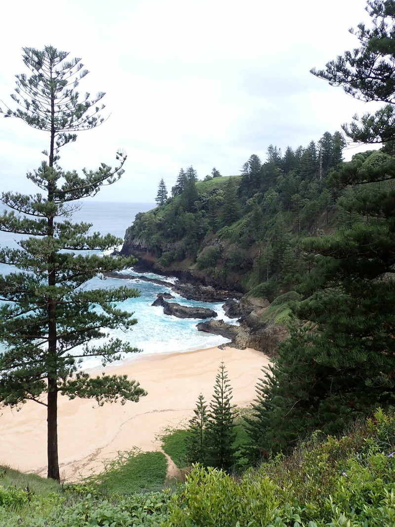 Norfolk Island Pine photo 8