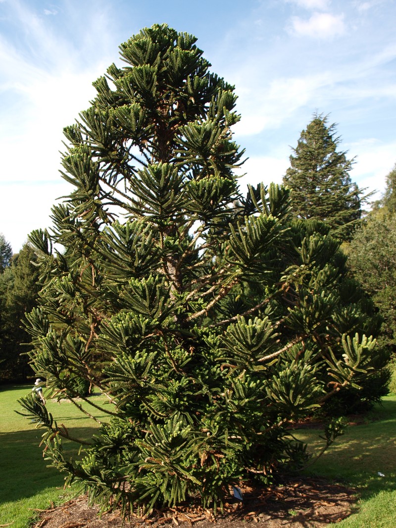 Araucaria humboldtensis