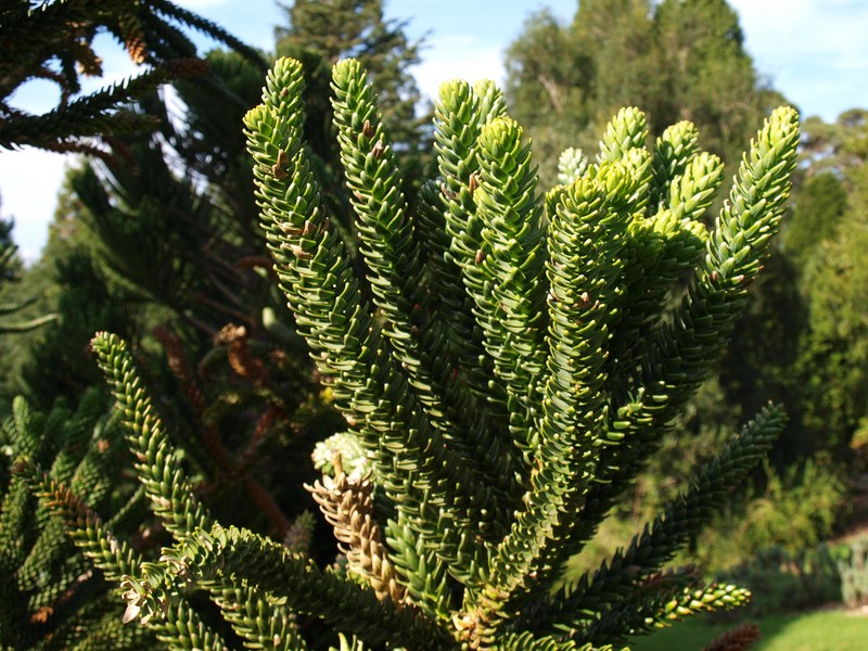 Araucaria humboldtensis photo 2