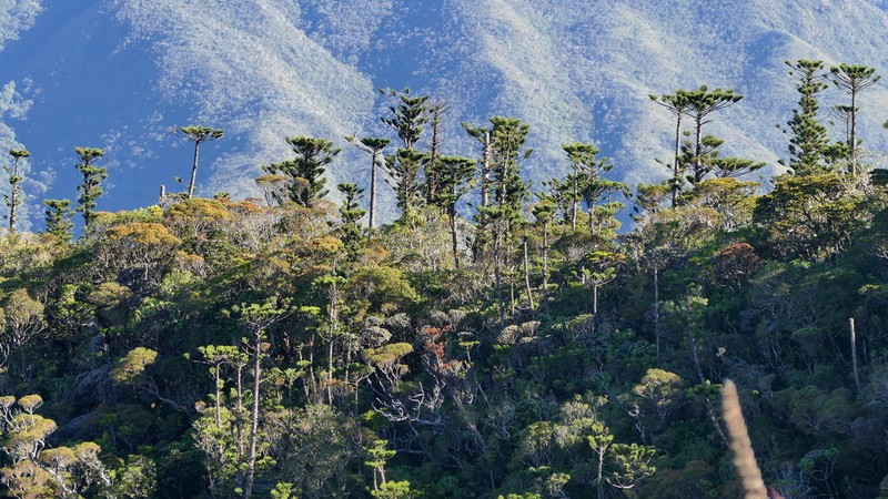 Araucaria humboldtensis photo 3