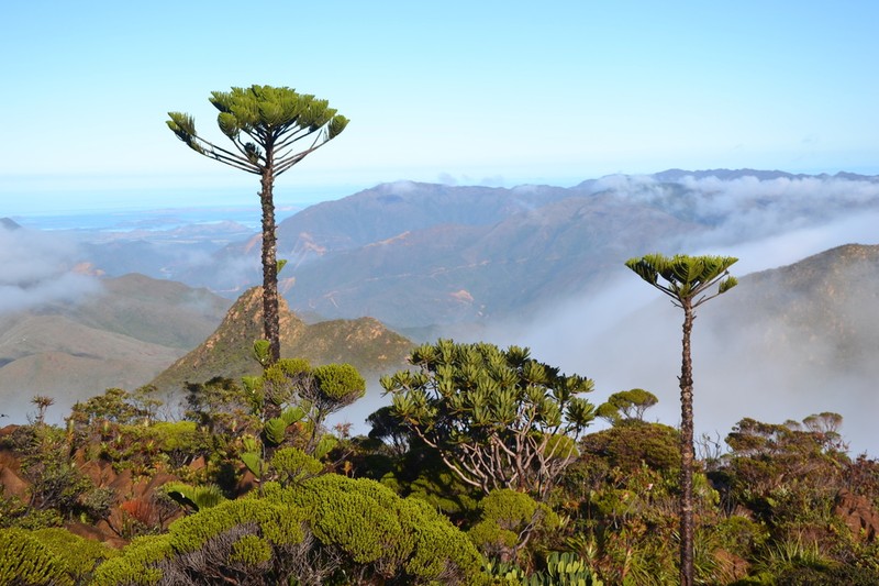 Araucaria humboldtensis photo 4