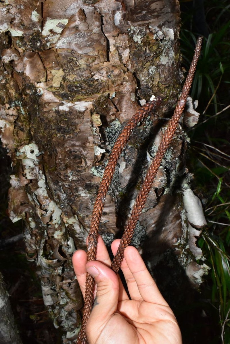 Araucaria humboldtensis photo 5