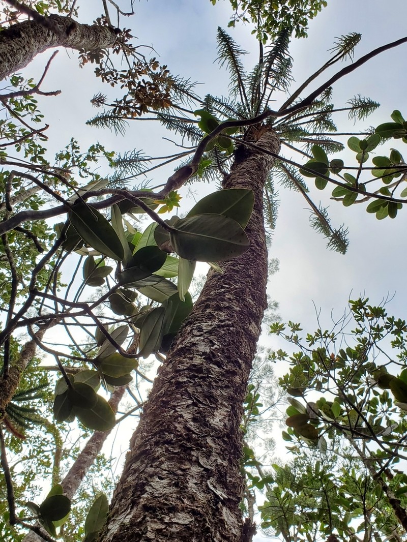 Araucaria humboldtensis photo 6