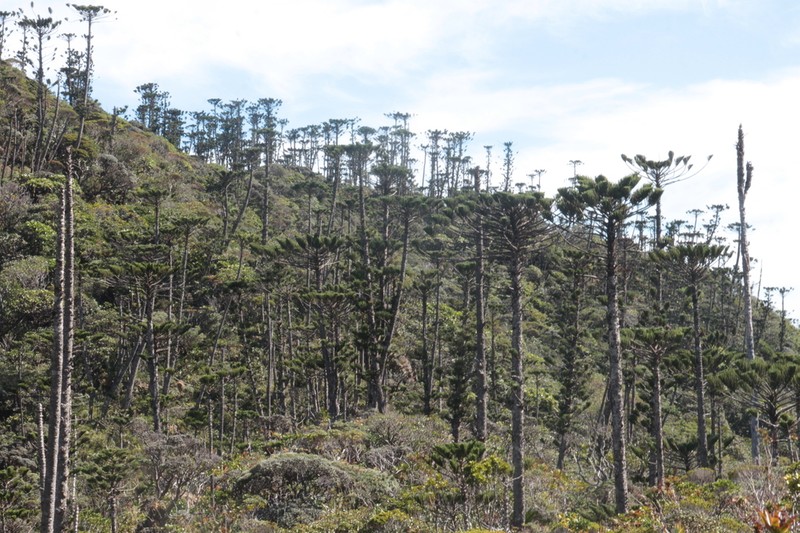 Araucaria humboldtensis photo 7