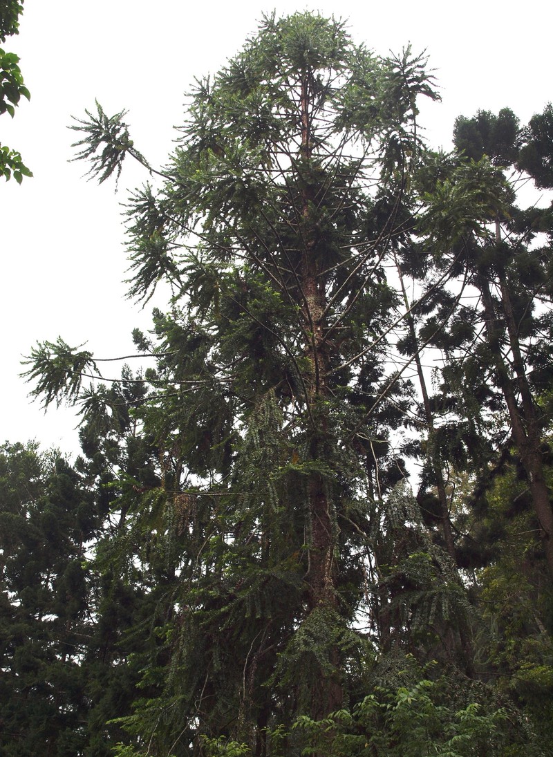 Araucaria hunsteinii