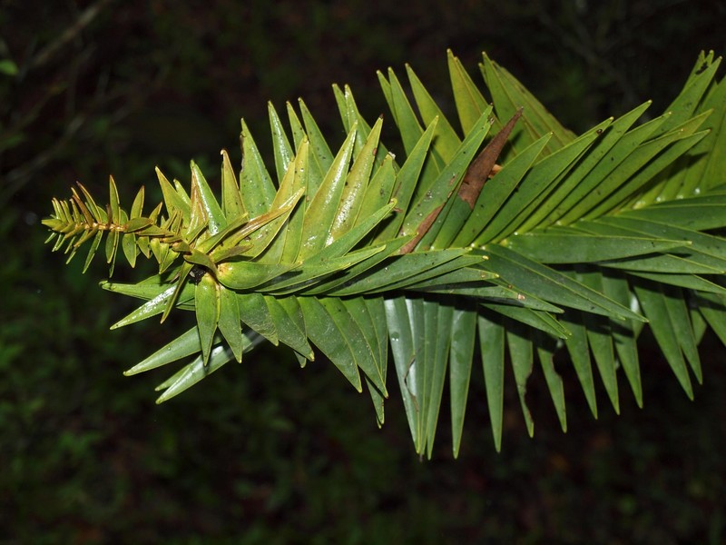 Araucaria hunsteinii photo 2