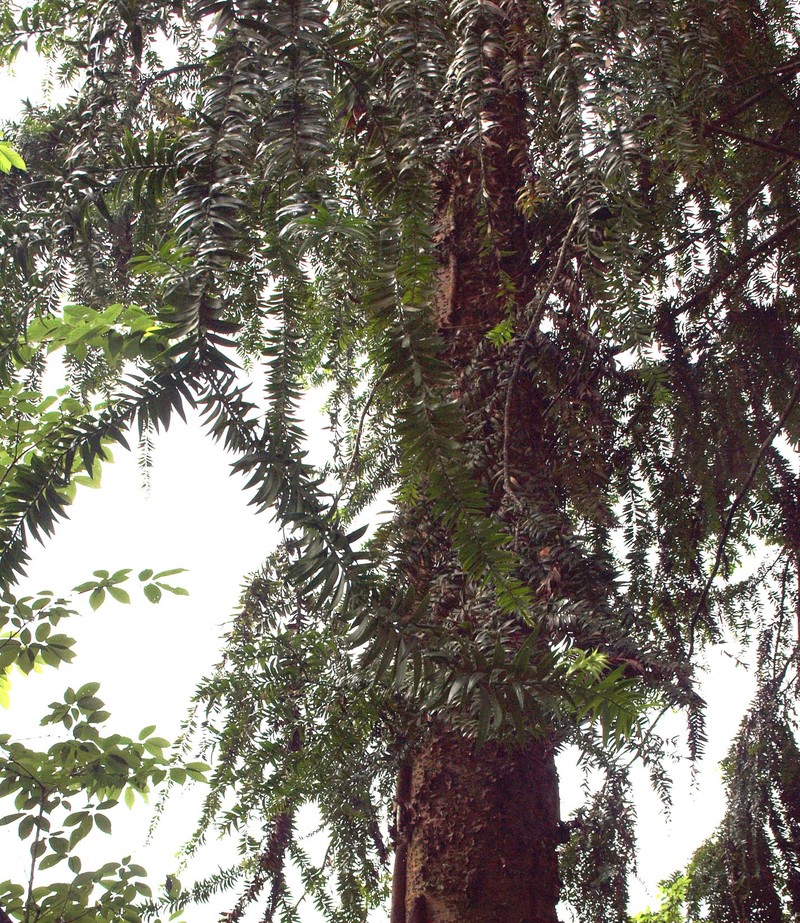 Araucaria hunsteinii photo 3