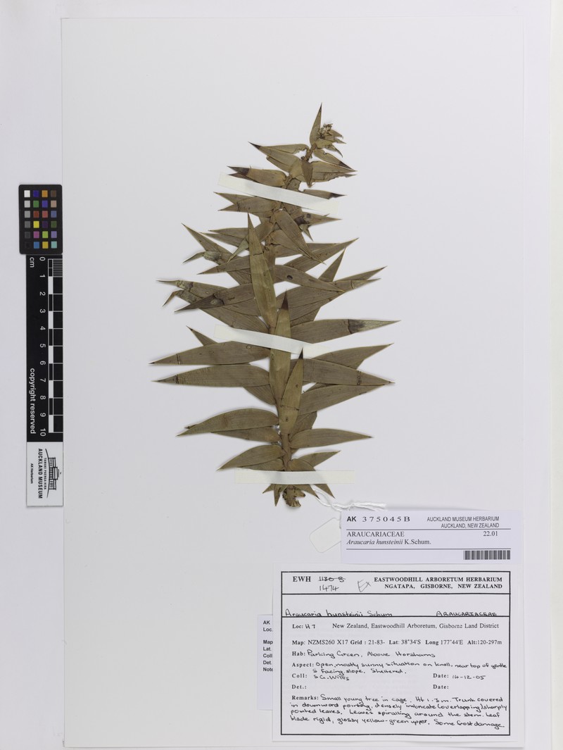 Araucaria hunsteinii photo 4