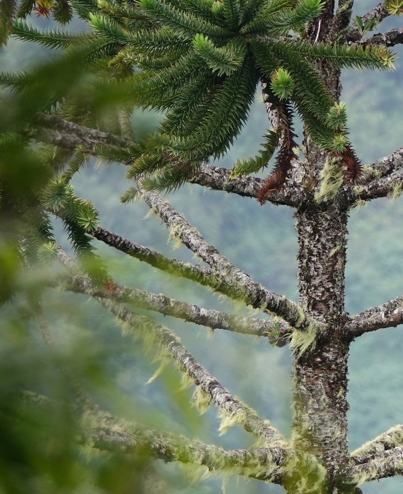 Araucaria hunsteinii photo 5