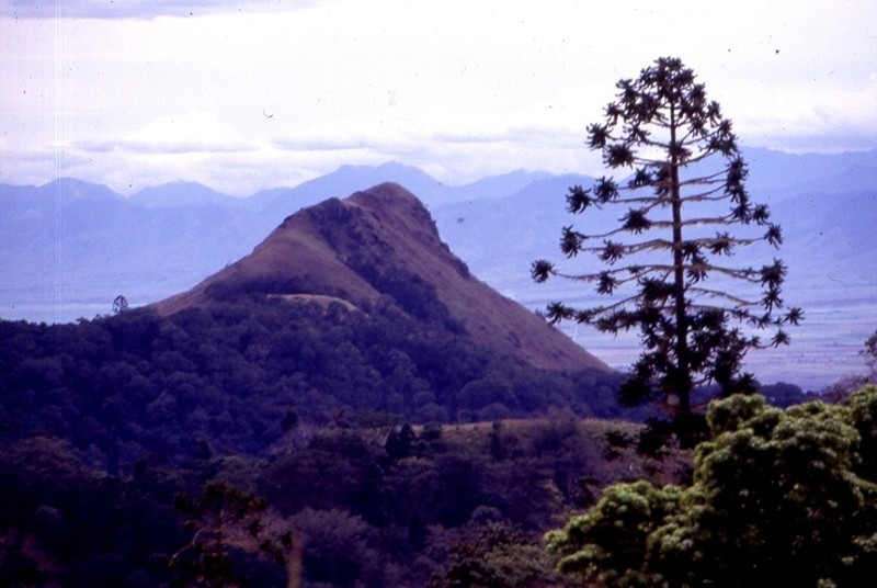 Araucaria hunsteinii photo 6