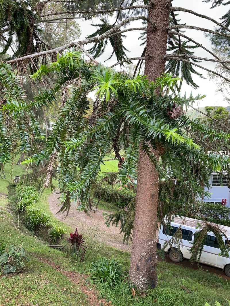 Araucaria hunsteinii photo 7