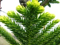 Araucaria laubenfelsii