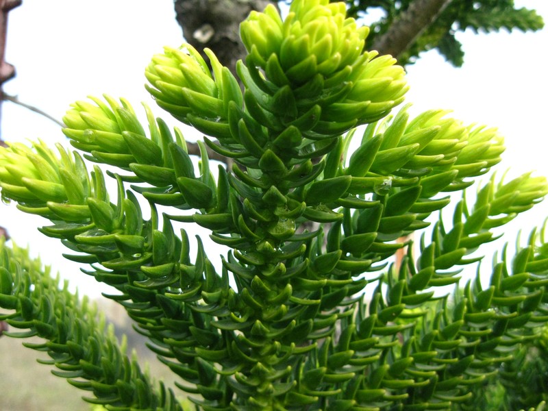Araucaria laubenfelsii