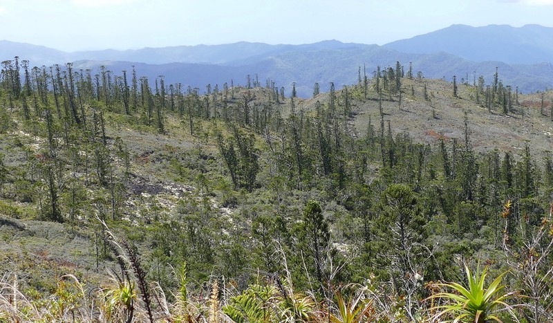 Araucaria laubenfelsii photo 2