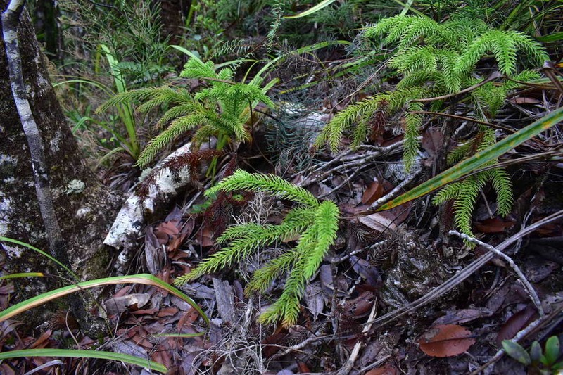 Araucaria laubenfelsii photo 3