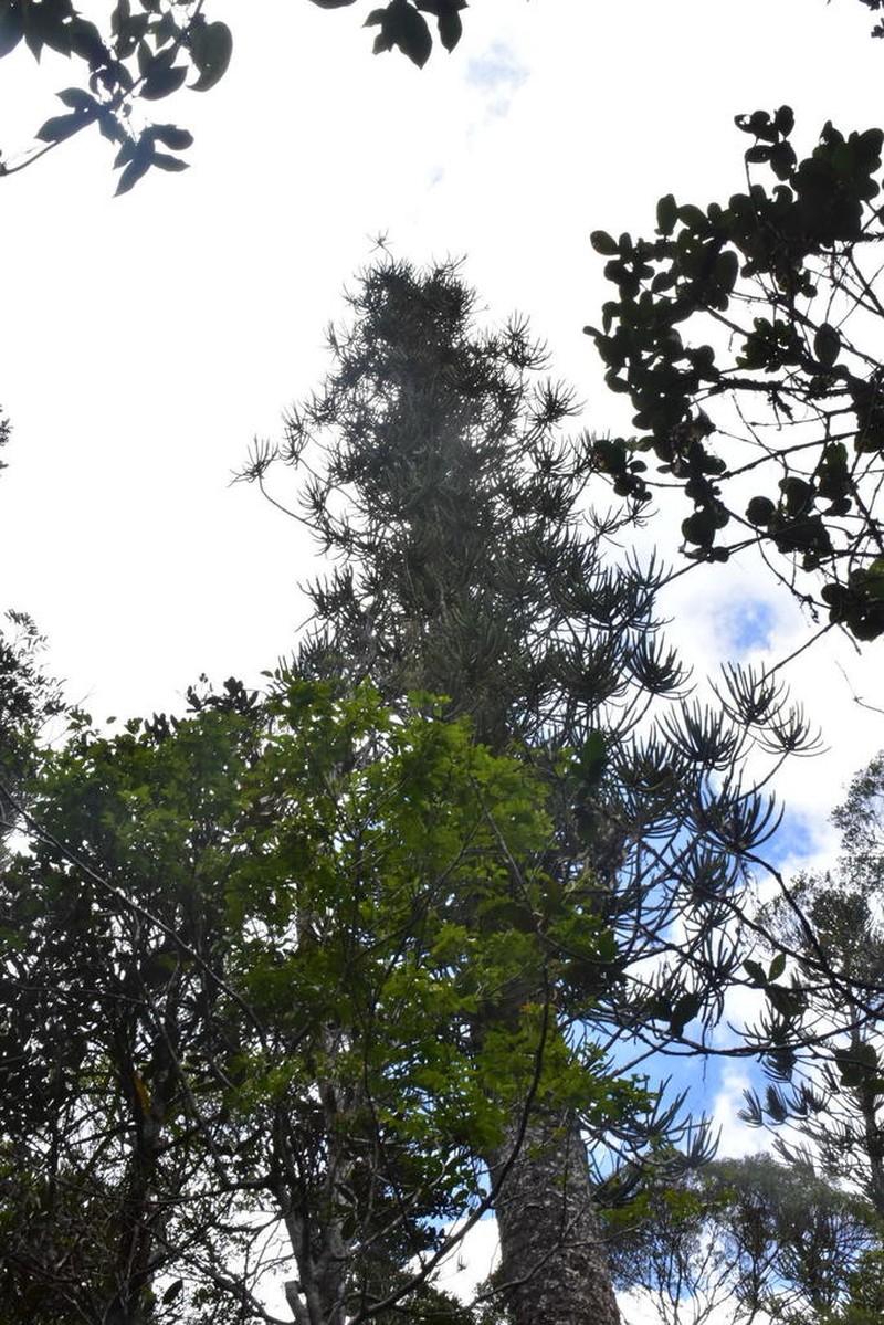 Araucaria laubenfelsii photo 4