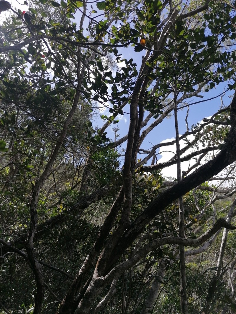Araucaria laubenfelsii photo 5
