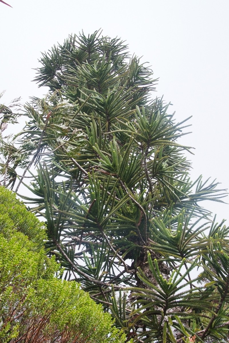 Araucaria laubenfelsii photo 7