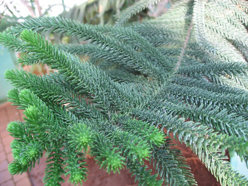 Araucaria luxurians