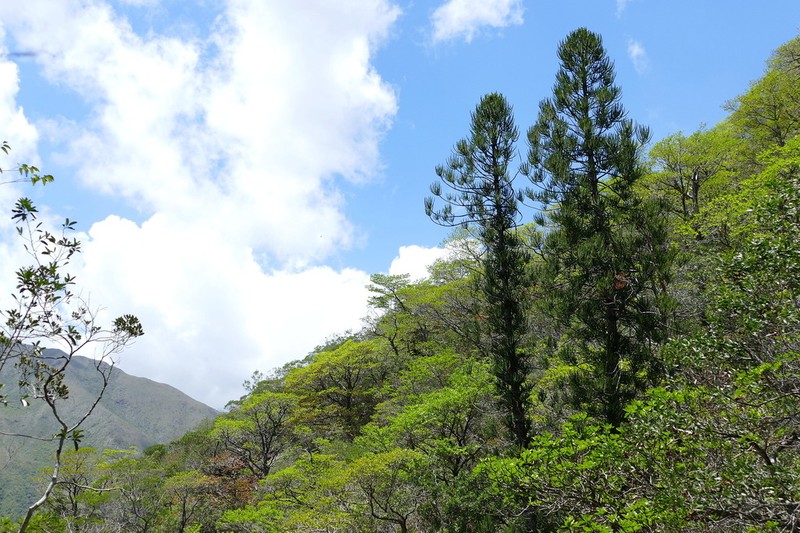 Araucaria luxurians photo 2