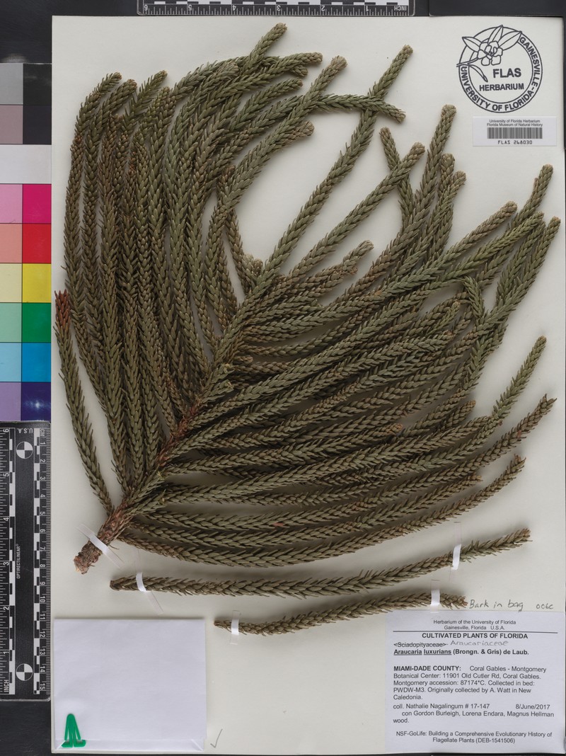 Araucaria luxurians photo 3