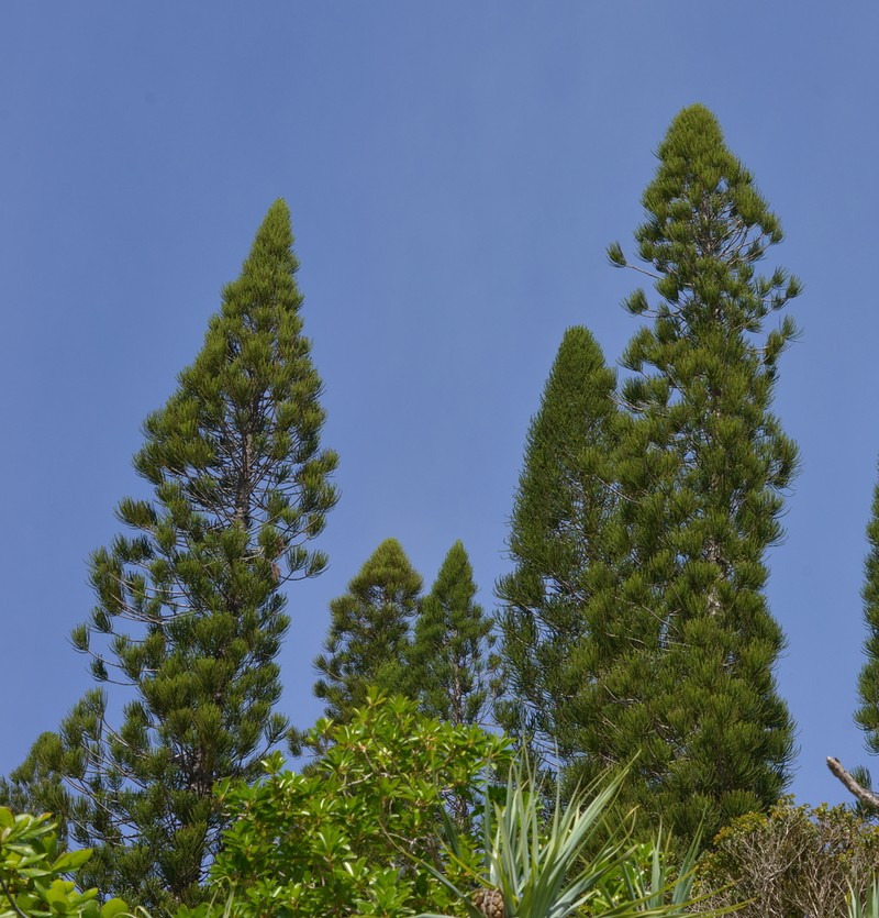 Araucaria luxurians photo 5