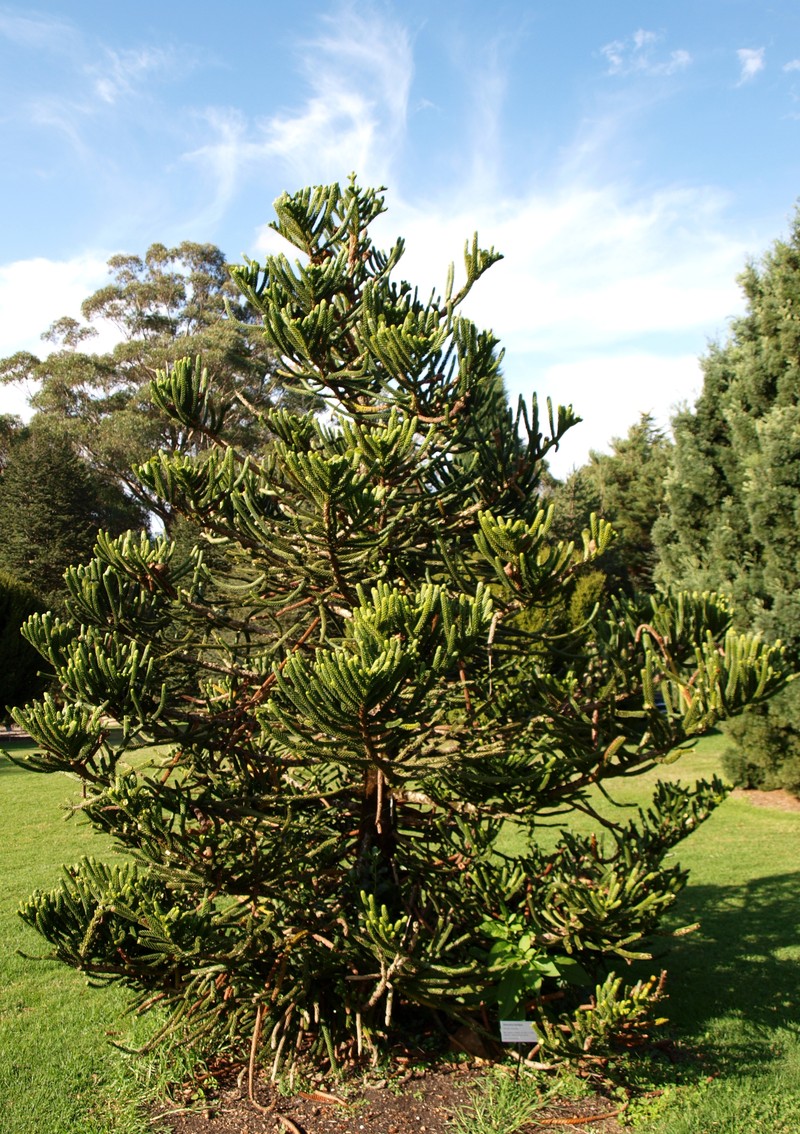 Araucaria montana