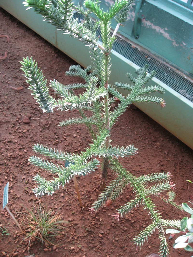 Araucaria montana photo 3