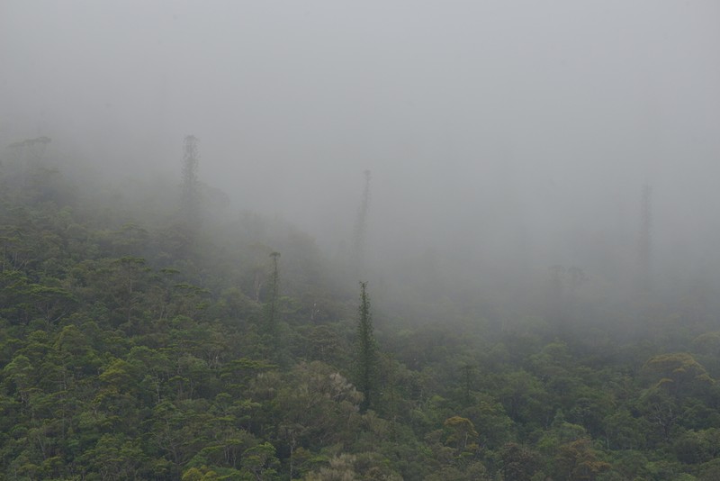 Araucaria montana photo 4