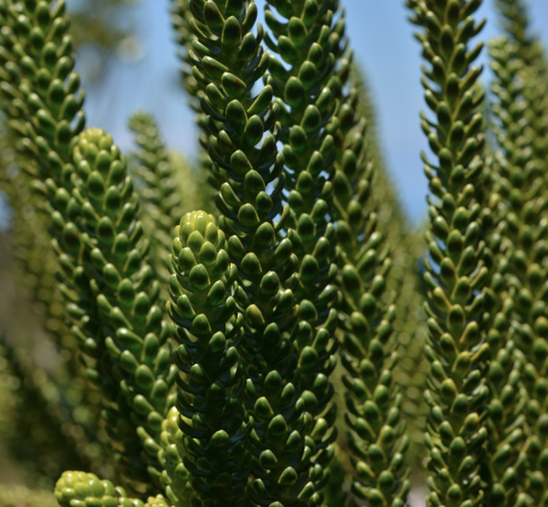 Araucaria montana photo 5