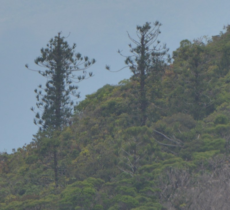 Araucaria montana photo 6