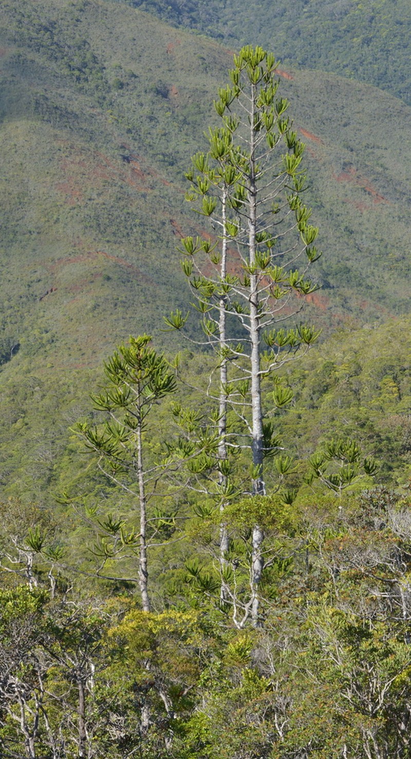 Araucaria montana photo 7