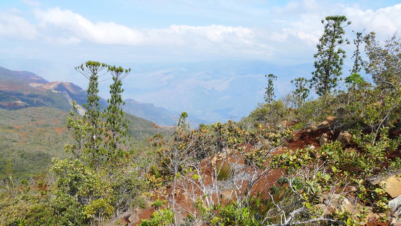 Araucaria montana photo 3