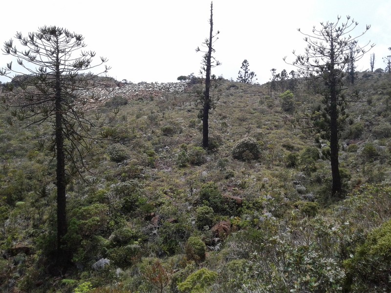 Araucaria montana photo 4